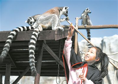 小學生與環(huán)尾狐猴互動。張進剛攝