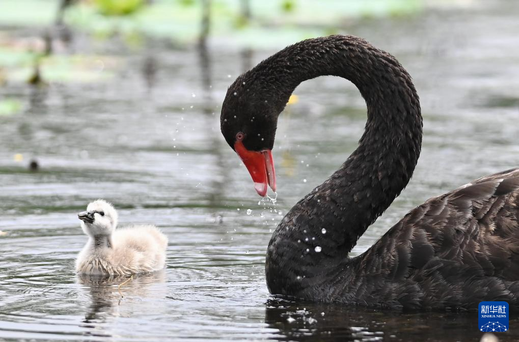 山東滕州：黑天鵝育雛忙