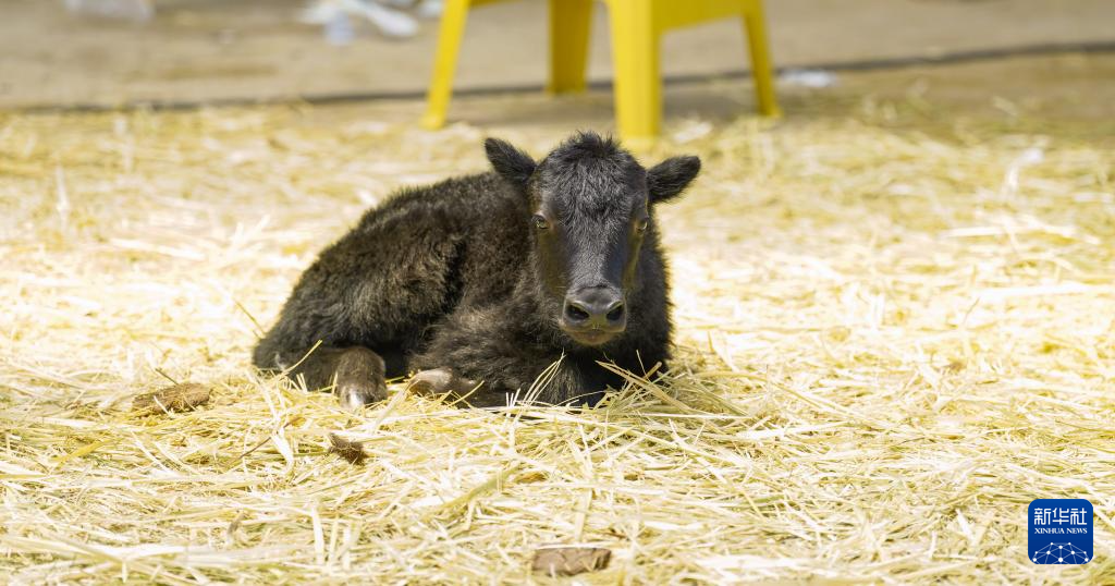 我國科學(xué)家成功克隆牦牛