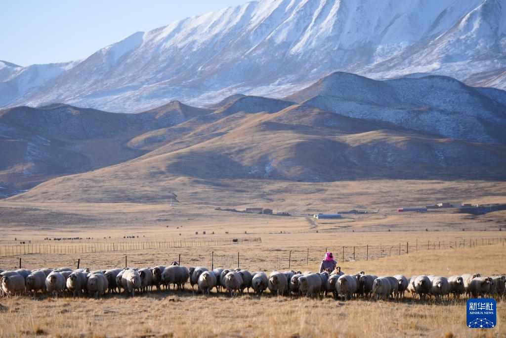 祁連山下的“新牧歌”