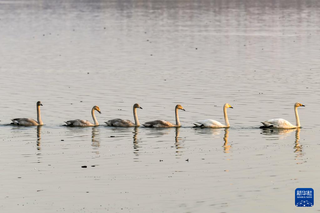 黃河濕地天鵝舞