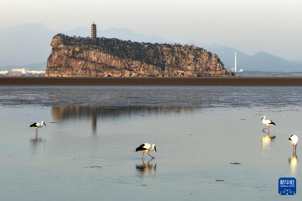 鄱湖如畫 候鳥翔集