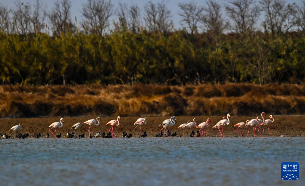 江蘇東臺(tái)：火烈鳥(niǎo)飛抵條子泥濕地越冬