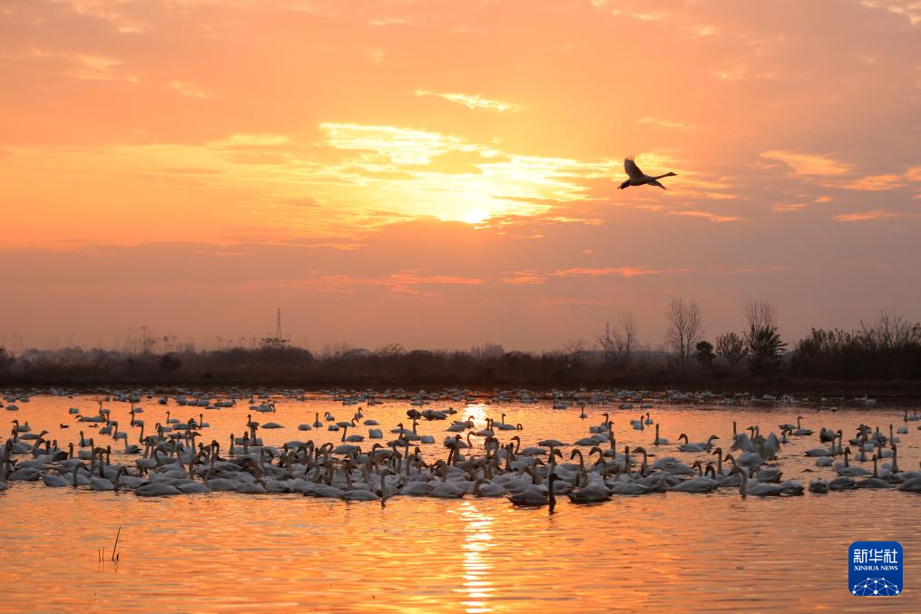 生態(tài)修復(fù)引候鳥(niǎo) 東古湖畔觀鳥(niǎo)熱