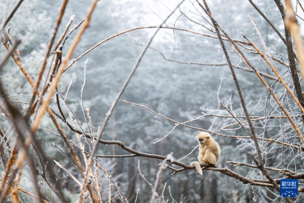 湖北神農架：雪中猴趣