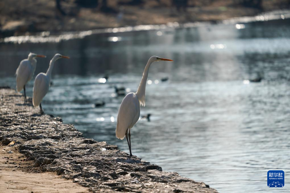 山西太原：汾河濕地 白鷺樂園