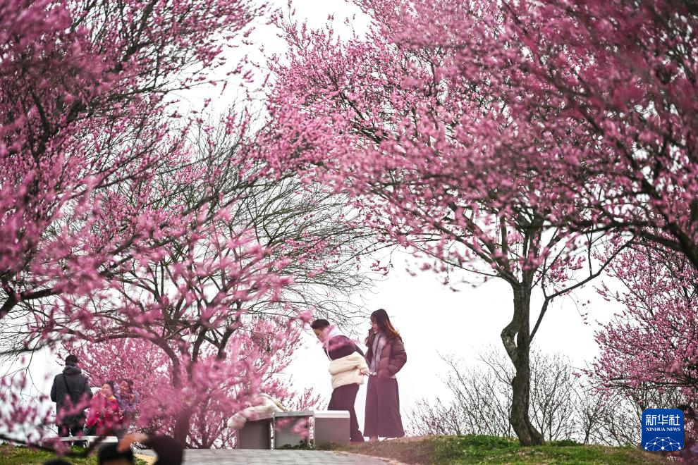 貴州梅園開園迎客