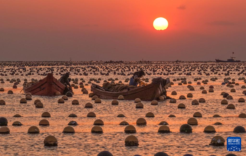 山東榮成：收獲小海帶 供應(yīng)春節(jié)市場(chǎng)