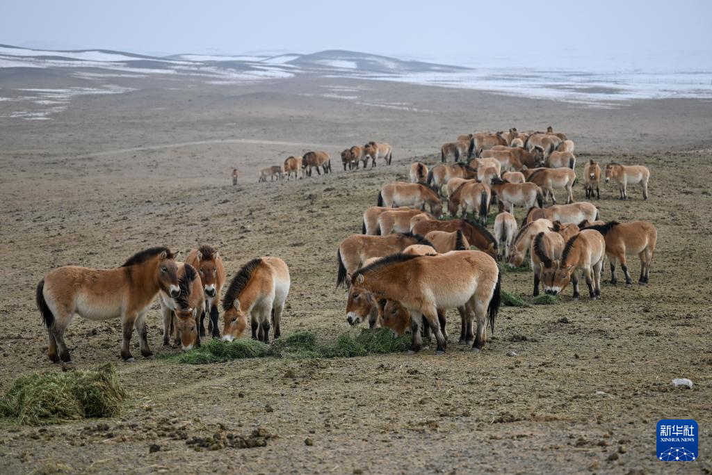 新春走基層丨探訪曠野守馬人