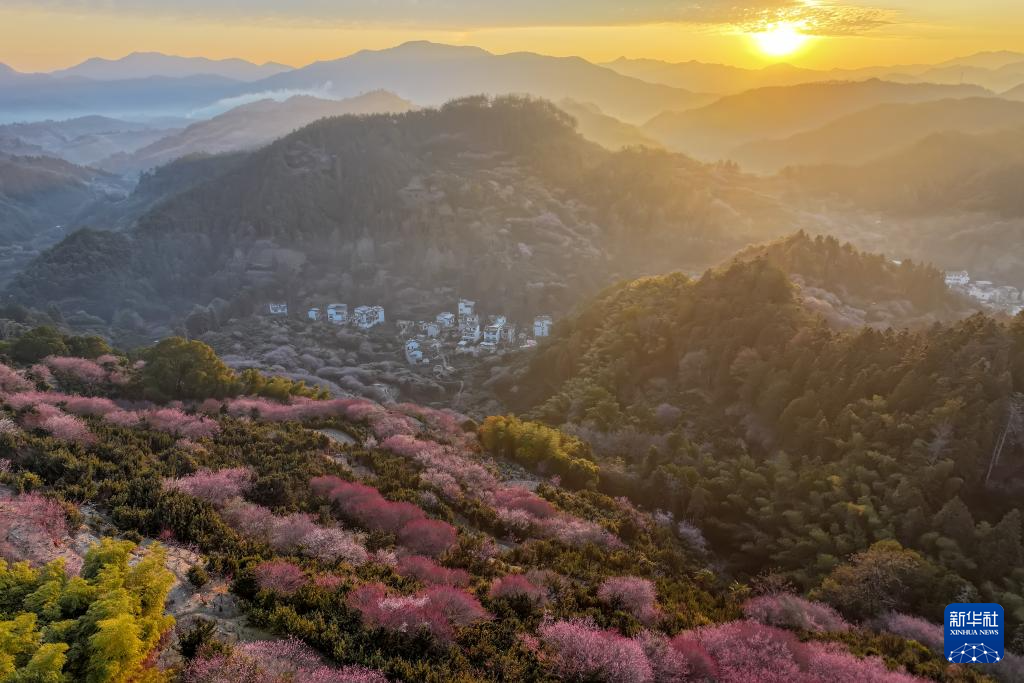 安徽黃山：賣花漁村梅花開