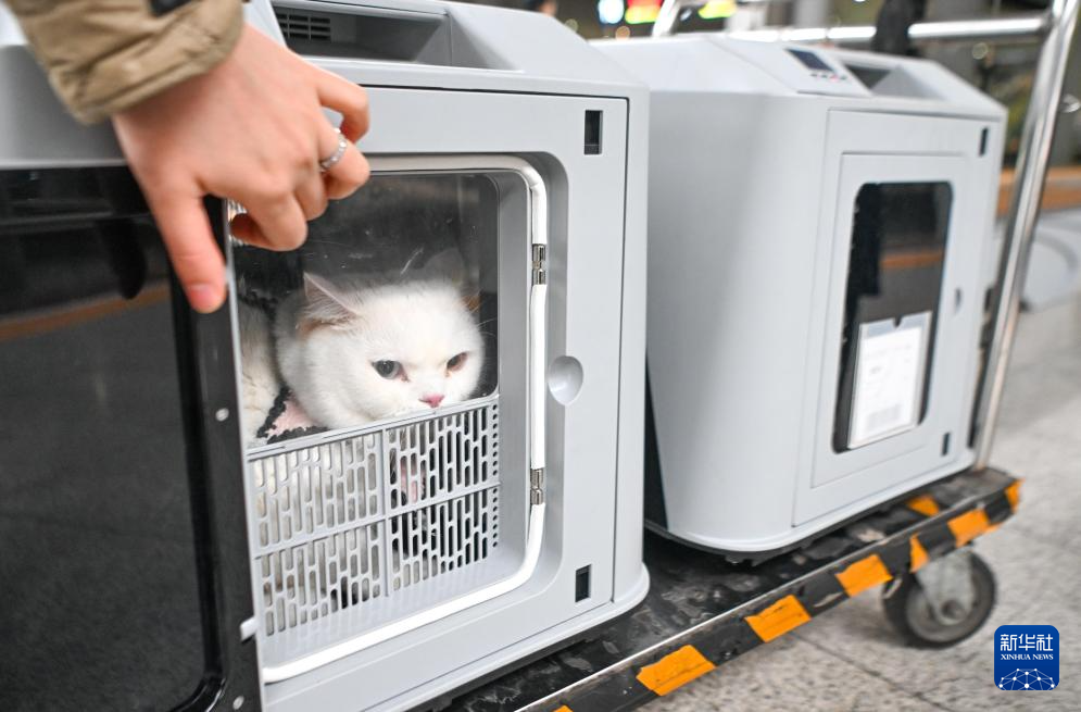 重慶鐵路部門試點“高鐵寵物托運服務”